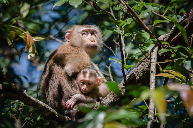 Bangkok: Khao Yai Nature Trails & Heaw Suwat Waterfall - Pricing and Booking