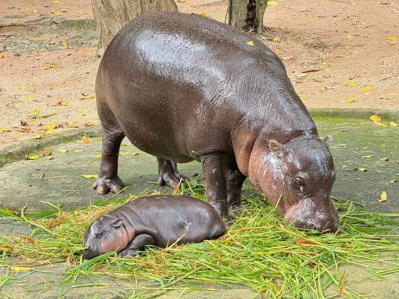 Bangkok to Moo Deng: Private Transfer To Khao Kheow Zoo - Convenient Transportation