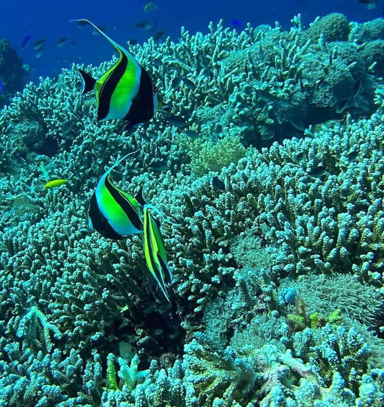 Bantayan Island: Intro Freediving Experience - What to Expect from the Itinerary