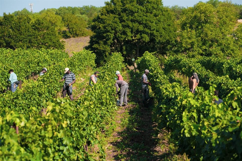 Bari: E-Bike Tour Through Vineyards & Wine Tasting in Puglia - Itinerary and Experience