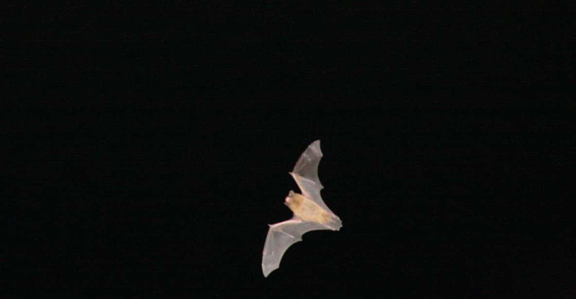 Bat Watching Madeira - Who Will Enjoy This Tour?