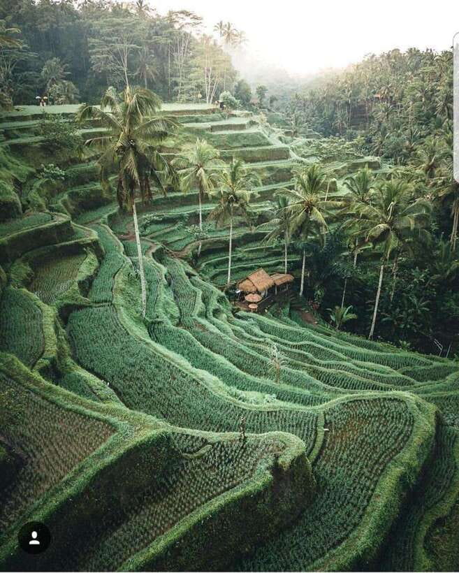 Bedugul Highlights: Lakes, Temples & Rice Terraces - A Complete Picture of the Tour