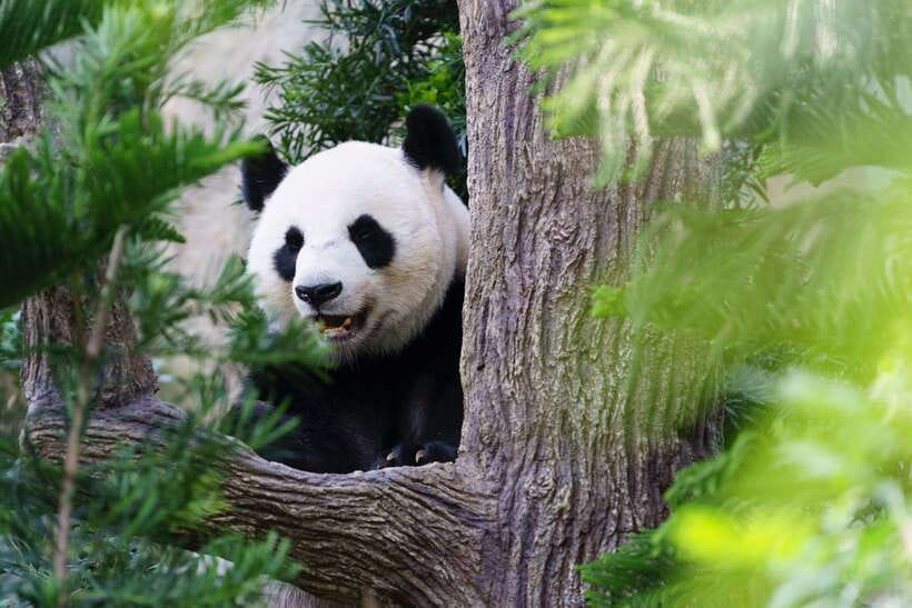 Beijing: Panda House Entry Ticket (Zoo) - The Value and Practicality