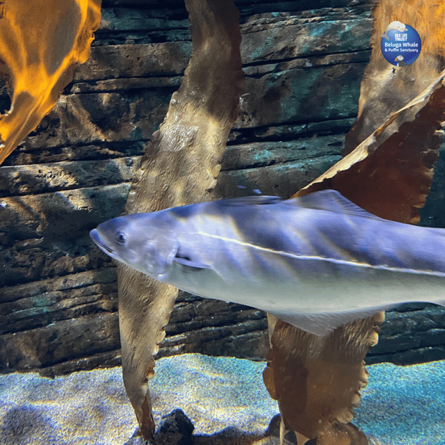 Beluga Whale Sanctuary - Admissions - Practical Details and Value