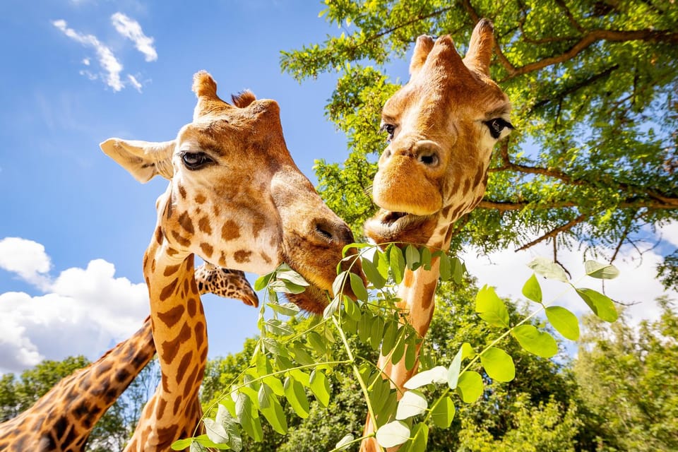 Berlin: Tickets for the Tierpark in East Berlin - Who Should Visit?
