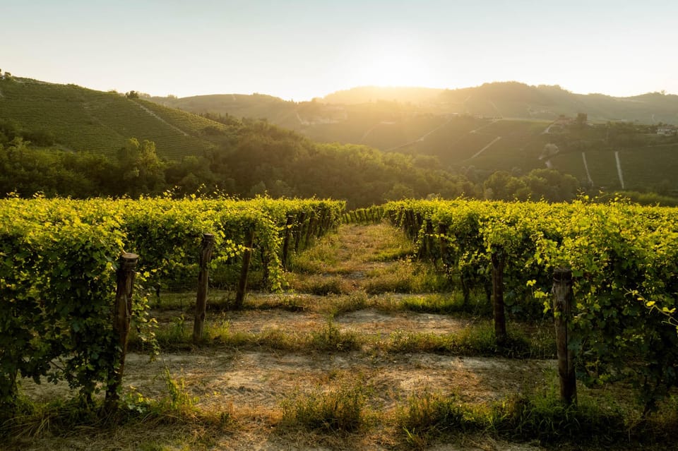 Best of Monforte Dalba: Wine Tasting & Traditional Meal - Wine Tasting and Winery Tour