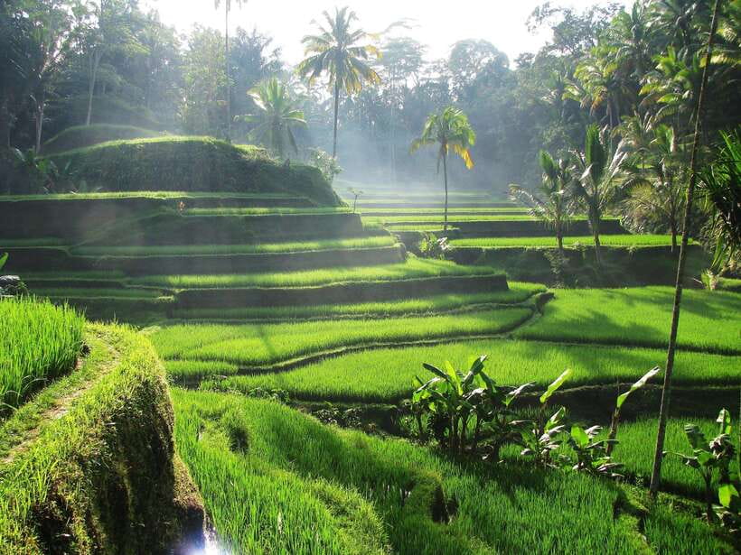 Best Ubud Rice Terrace, Waterfall, Temple Private Transfers - Authenticity and Value