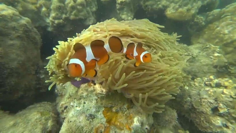 Bintan Snorkeling - The Experience: What Youll See and Feel
