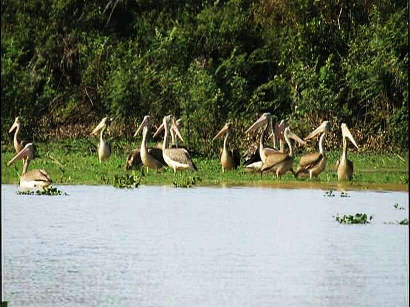 Bird Watching at Tonle Saps Inundated Forest From Siem Reap - Why This Tour Is Worth Considering