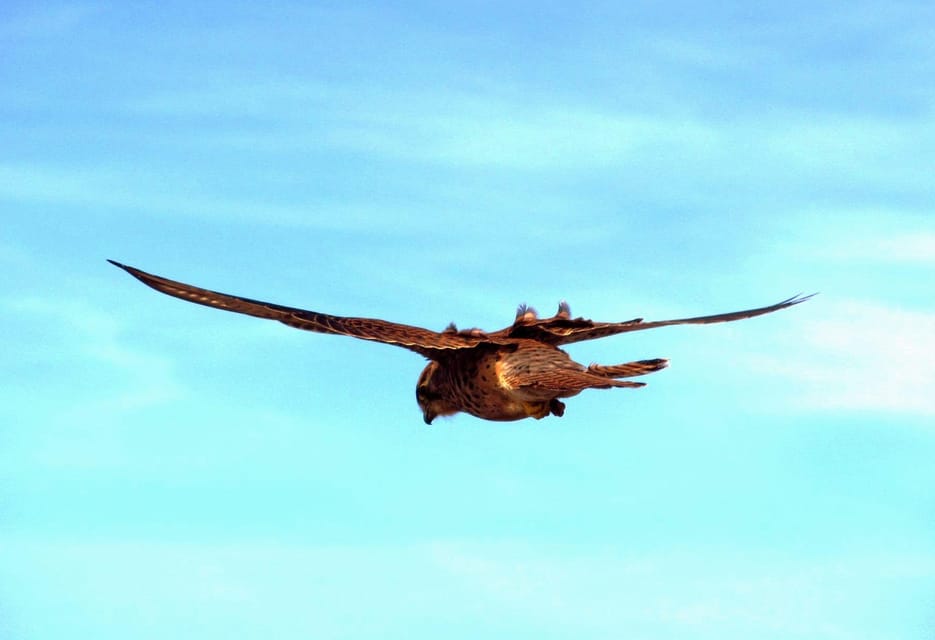 Bird Watching The Raptors - Who Should Consider This Tour?  