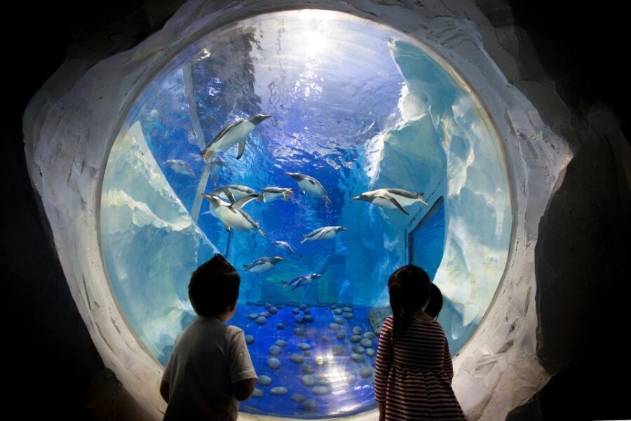 Birmingham: National Sea Life Centre Entrance Ticket - What to Expect Inside