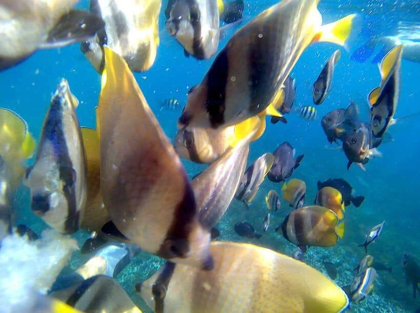 Blue Lagon Snorkeling, Waterfall, and Celuk Village Tour - A Detailed Look at the Tour