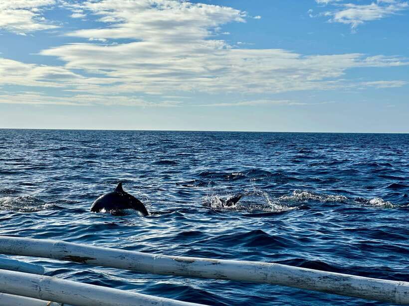 Bohol Balicasag Is Private Tour and Dolphin Watching - The Practical Side: What’s Included and What’s Not