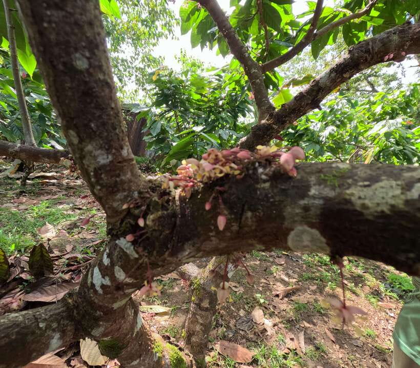 Bohol Chocolate Making and Farm Tour - Authenticity and Guide Expertise