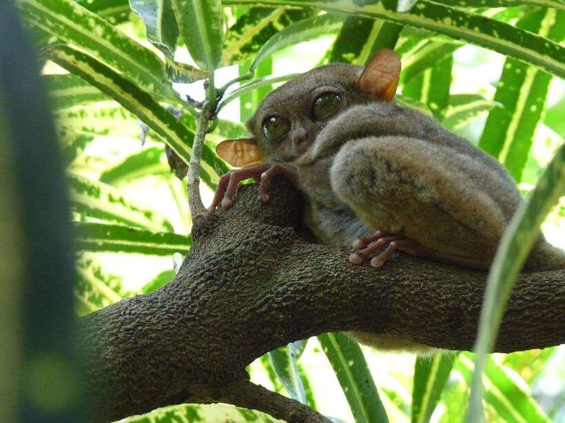Bohol: Countryside Tour with Tarsiers and Chocolate Hills - What the Reviews Say