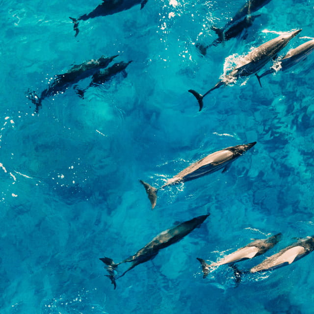 Bohol: Dolphin Watching, Balicasag Island Hopping Tour - Practical Considerations and Value