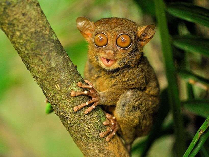 Bohol: Guided Chocolate Hills & Tarsiers Tour - Why This Tour Is a Great Choice