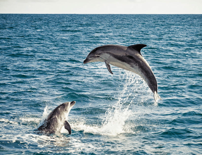 Bohol: Panglao Island Hopping & Dolphin Watching Tour - Is This Tour Worth the Price?