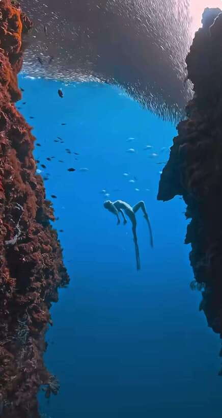 Bohol: Snorkel One of PHs Largest Sardine Schools - The Value of This Sardine Snorkeling Tour