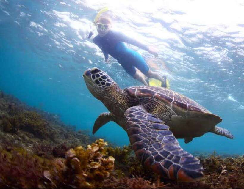 Bohol: Swim with Sea Turtles, Dolphins & Island Hopping Tour - The Experience’s Strengths