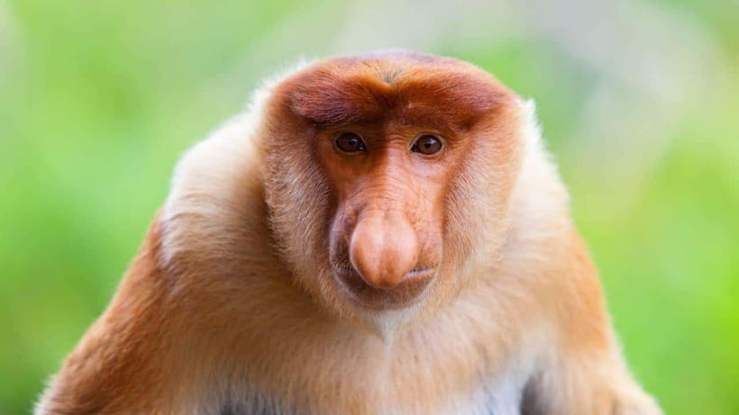 Borneo : Orangutan, Proboscis Monkey, and Sun Bear Tour - What Makes This Tour Stand Out