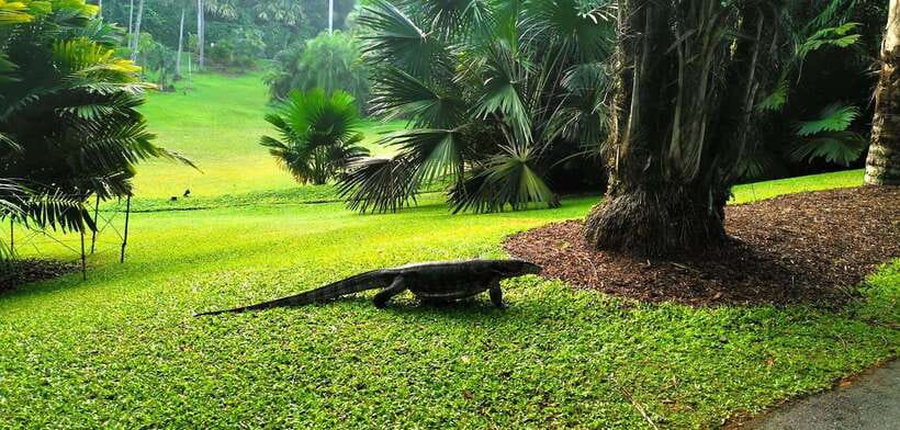 Botanic Gardens & Tiong Bahru Walking Tour with Breakfast - What Makes This Tour Special