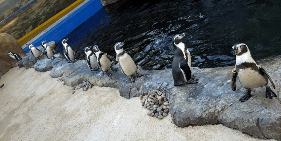 Bournemouth Oceanarium Ticket - FAQ