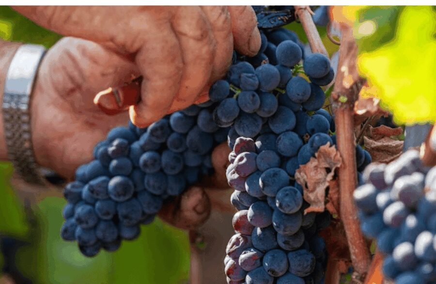 Boutique Winery Visit & Tasting Near Rome - Experience and Activities