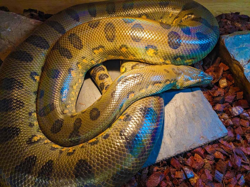 Bristol: Big Snake Experience for Two People - Key Points