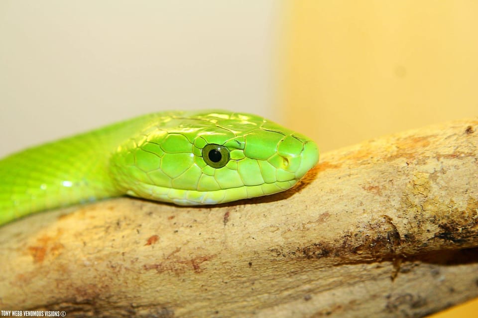 Bristol: Venomous Snake Tour with Reptile Photo - Who Should Consider This Tour?