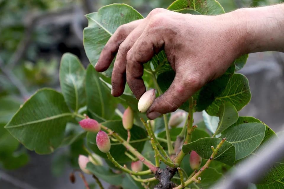 Bronte: Tour and Tasting in the Pistachio Plantations - Itinerary