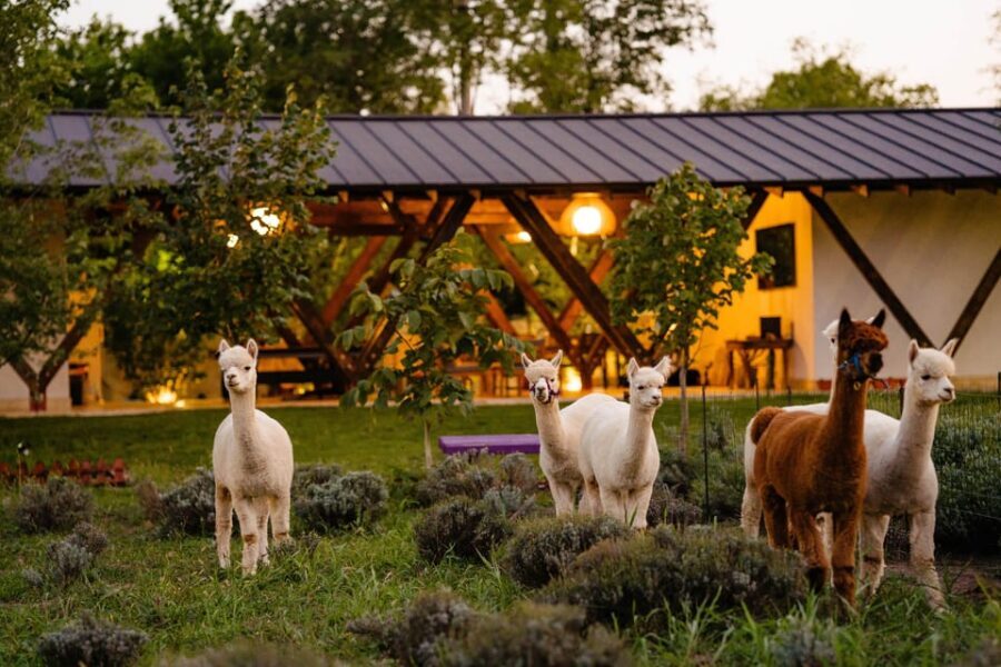 Bucharest: Day Trip at the The Tribe Alpaca Retreat - The Value in the Experience