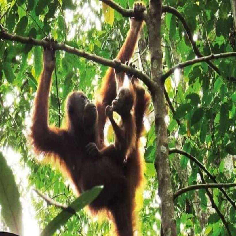 Bukit Lawang: Orangutan Tour & Wonderful Jungle View - Who Will Love This Tour?