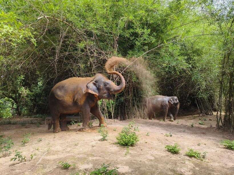 Cambodia Elephants Haft Day Experiences from Siem Reap - Who Should Consider This Tour?  