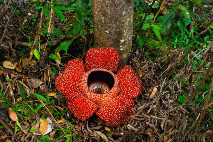 Cameron Highlands Private Day Tour from Kuala Lumpur - The Return Journey
