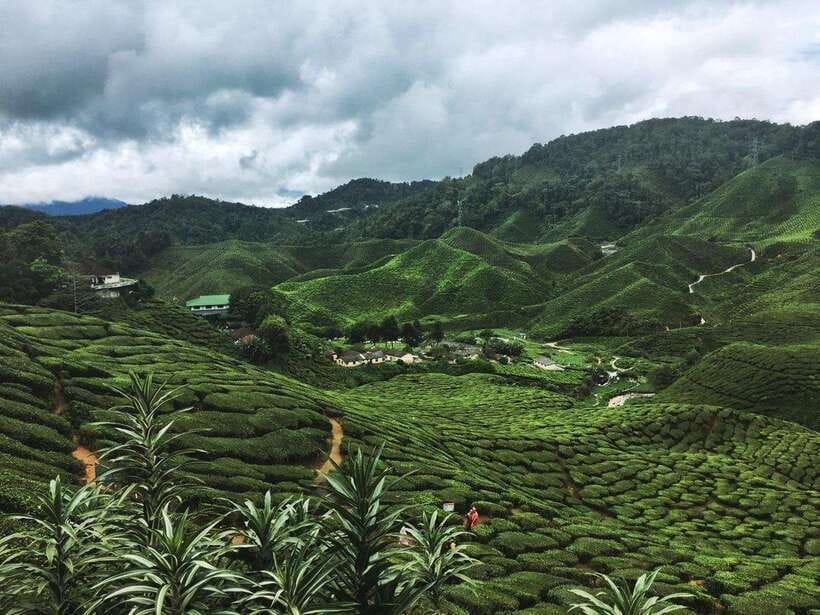 Cameroon Highland : Best nature in highland - What the Reviews Say