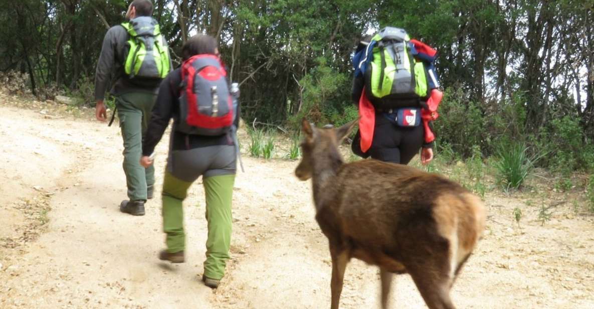 Castiadas: Trekking in the SACQUA Callenti Forest - Highlights of the Experience
