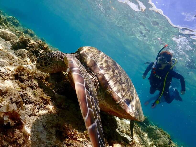 Cebu: Beach Scuba Diving Experience - The Marine Life and Highlights You Will See