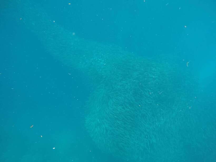 Cebu: Kawasan Canyoneering & Sardines Run and Turtle Chase - From Underwater to the Forest: Kawasan Canyoneering