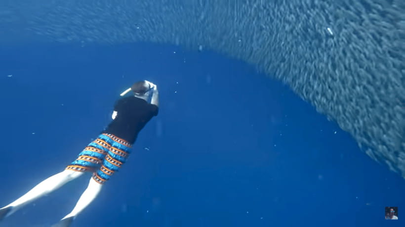 Cebu: Oslob Whale Shark and Moalboal Snorkeling Adventure - Detailed Itinerary Breakdown