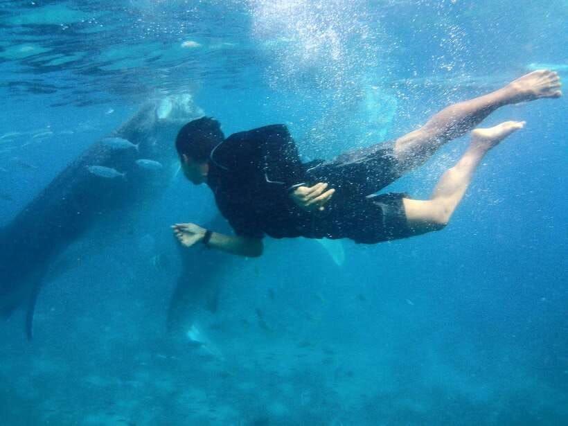 Cebu: Oslob Whale Shark Encounter & SUMILON with Transfers - The Itinerary in Detail
