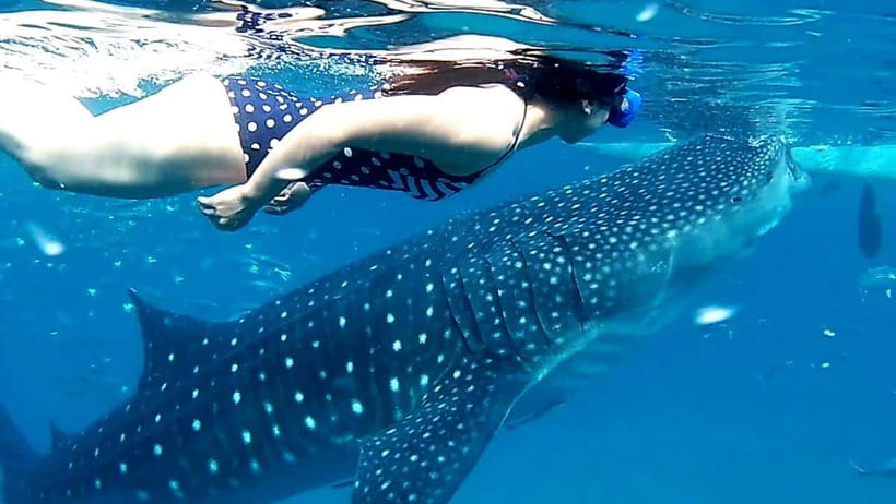 Cebu: Oslob Whale Shark Watching and Inambakan Waterfalls - Is the Price Worth It?
