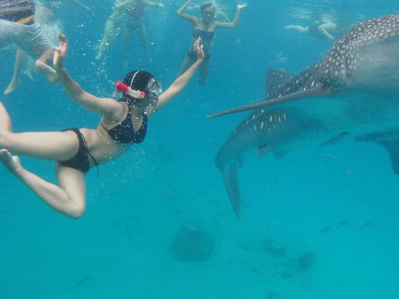 Cebu: Oslob Whale Sharks, Tumalog Falls & Sardine Snorkeling - Key Points