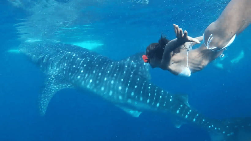 Cebu: Oslob Whaleshark & Canyoneering Group Tour with Lunch - The Itinerary in Detail