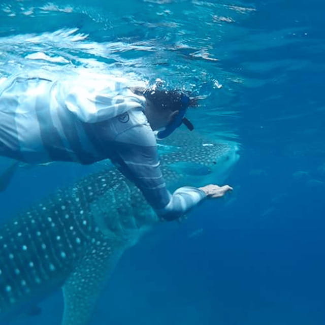 Cebu: Oslob Whaleshark Experience Shared Tour - Practical Tips and Considerations