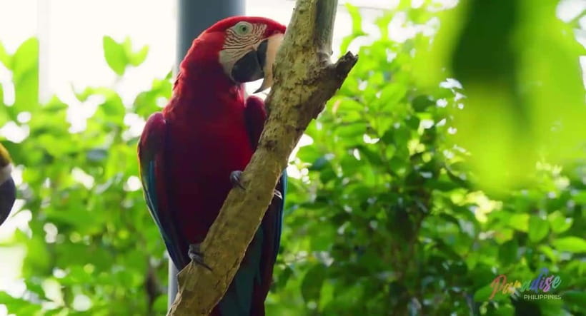 Cebu Safari & Adventure Park: Wildlife Tour with Transfers - What’s Included and What’s Not