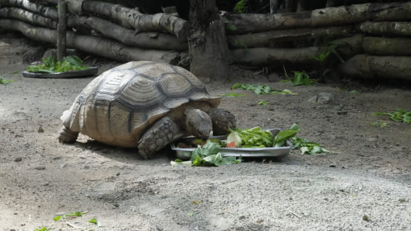 Cebu Safari: Experience Wildlife Up Close - Who Will Love This Tour?