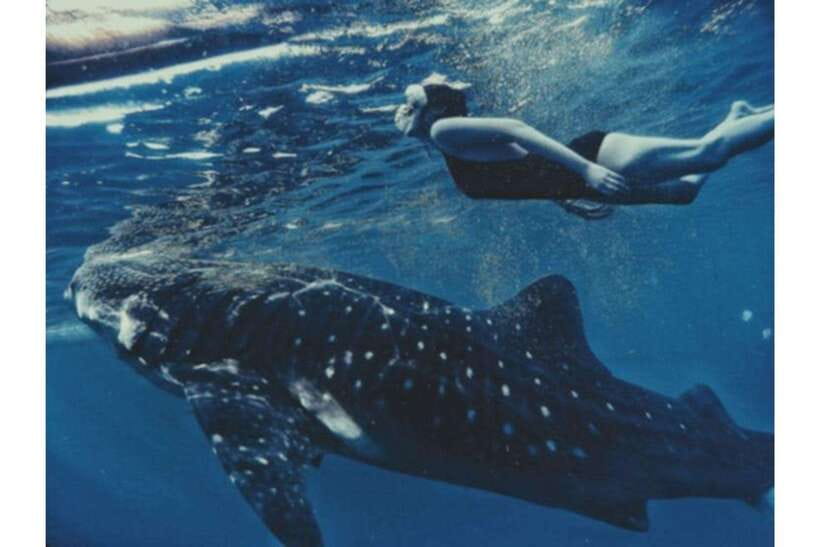 Cebu: Whale Shark Swim and Kawasan Canyoneering Group Tour - What to Expect: A Close Look at the Day’s Adventures