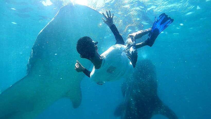 Cebu: Whale Shark, Tumalog Waterfall, and Moalboal Tour - Detailed Breakdown of the Itinerary
