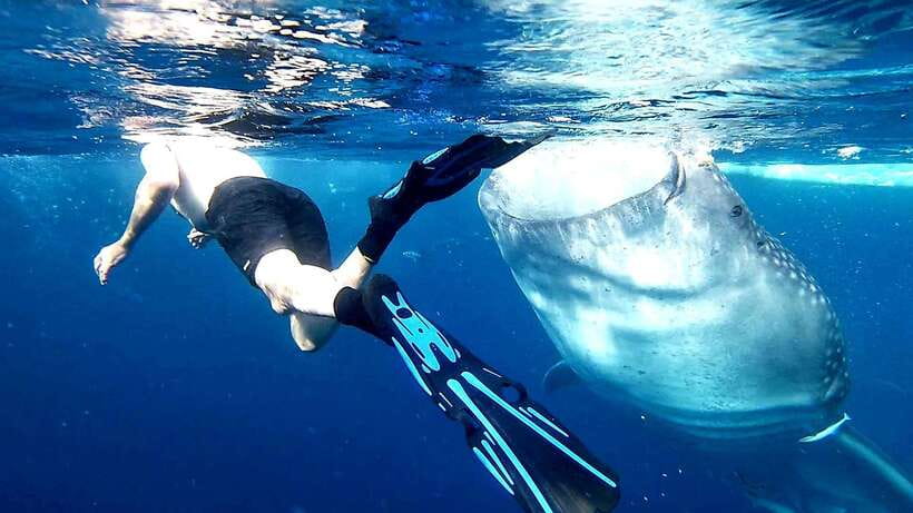 Cebu: Whale Shark Watching & Aguinid Falls Tour opt Lunch - A Full Breakdown of the Tour Experience